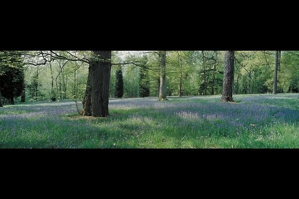 Bluebells in woodland at Wakehurst place