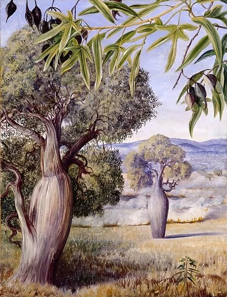 The Bottle Tree of Queensland