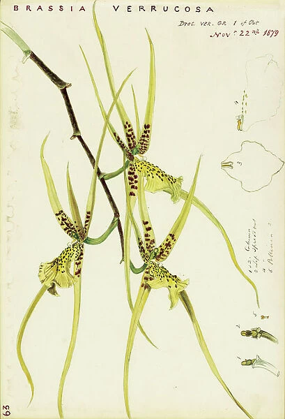 Brassia verrucosa (Spider orchid), 1879