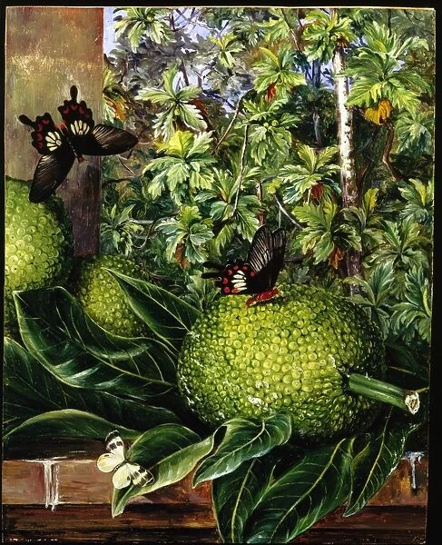 The Breadfruit, painted at Singapore