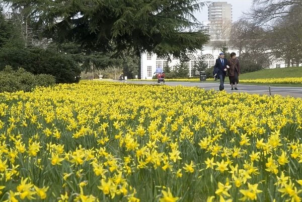 Broadwalk in spring. Daffodils on the Broadwalk