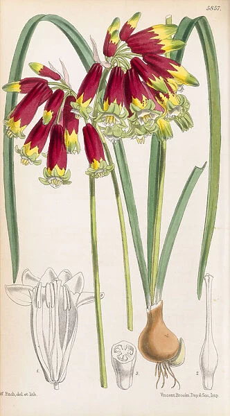 Brodiaea coccinea, 1870