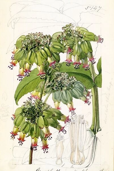 Bryophyllum proliferum, Bowie ex Hook