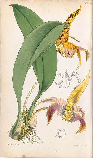 Bulbophyllum echinolabium, 1850