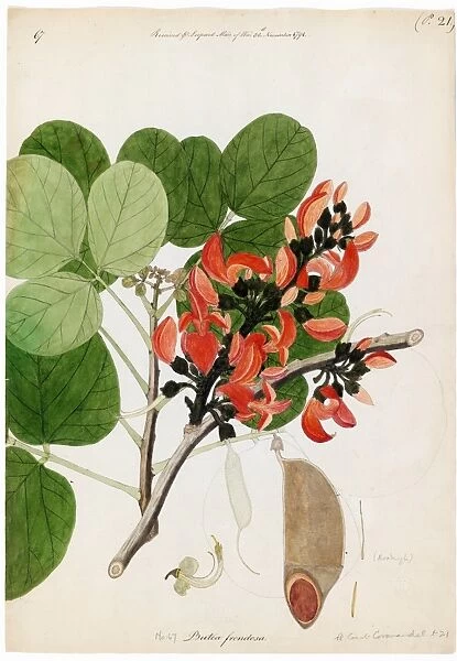 Butea frondosa, Willd