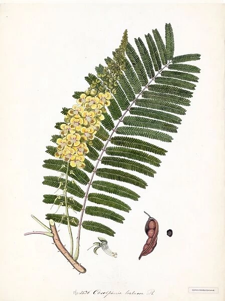 Caesalpinia tortuosa, R