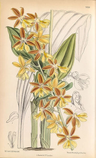 Calanthe striata aka C. sieboldii (Evergreen calanthe), 1888