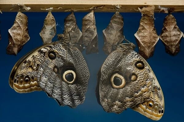 Caligo eurilochus. owl butterfly