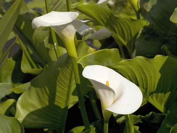 Calla lily, Zantedeschia aethiopica