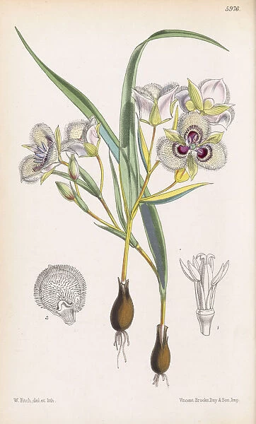 Calochortus elegans, 1872