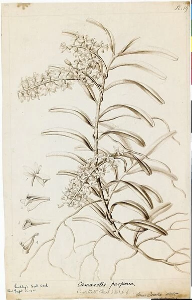 Camarotis purpurea, 1838