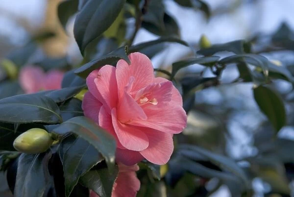 Camellia japonica. THEACEAE, Camellia, japonica, 000731642c