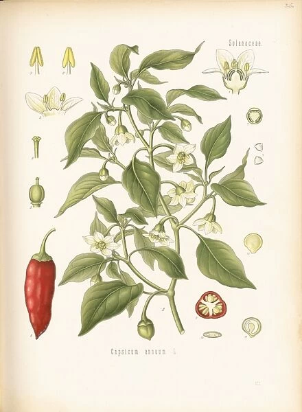 Capsicum annuum, peppers. Kohler, Kohlers Medicinal Plants, 1887, Tab 35, t.035
