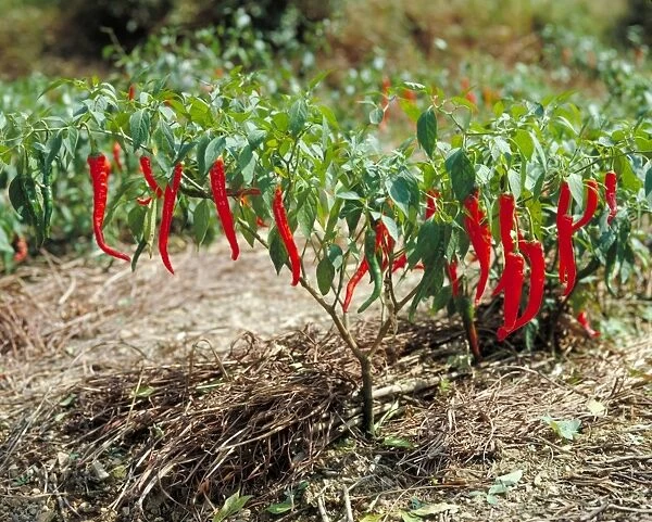 Capsicum annuum, chilli pepper. Chinese medicinal plant expedition with Christine Leon