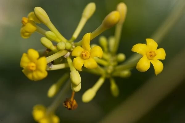 Carica jamaicensis. CARICACEAE, Carica jamaicensis, 20041713, a yellow flowering plant