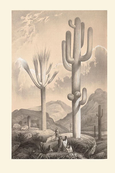 Carnegiea gigantea, 1862-1865