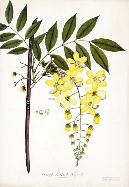 Cassia rhombifolia, R