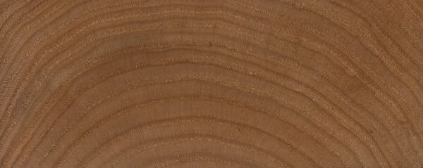 Castanea pumila. Wood section of Castanea pumila
