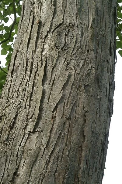 Catalpa fargesii. bark of the Golden Indian bean tree