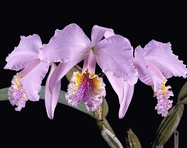 Cattleya. showy orchid