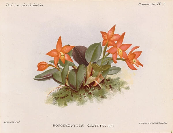 Cattleya cernua aka Sophronitis cernua, 1896-1907