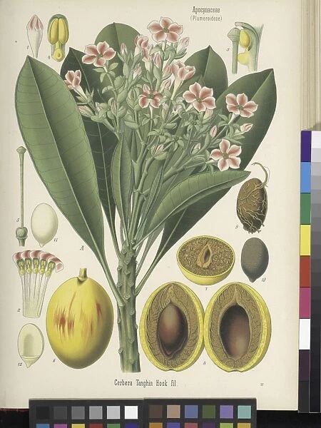 Cerbera manghas - Koehlers ' Medizinal Pflanzen'