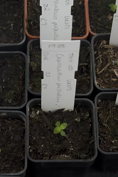Charianthus, purpureus, seedling
