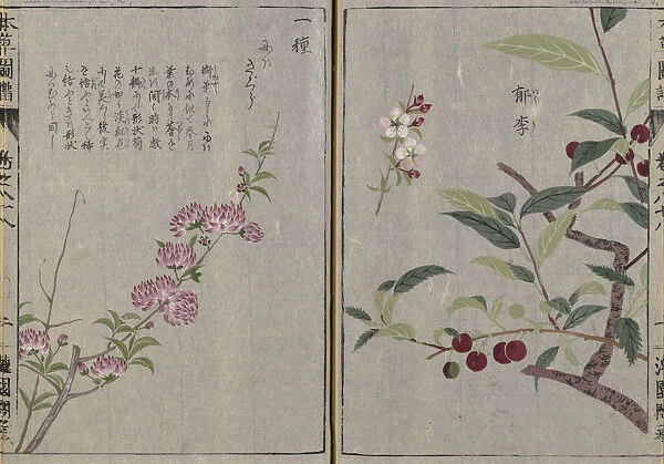 Cherry (Prunus glandulosa Plena, left, Prunus japonica, right), woodblock print and manuscript on paper, 1828