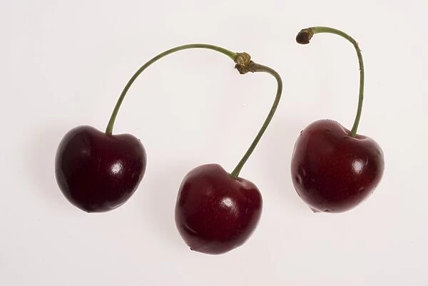 Cherry s. Red Cherry s