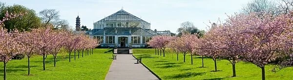Cherry walk Panorama with the Temperate house