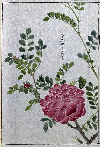Chestnut rose (Rosa roxburghii), woodblock print and manuscript on paper, 1828