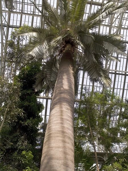 chilean wine palm, in Temperate House