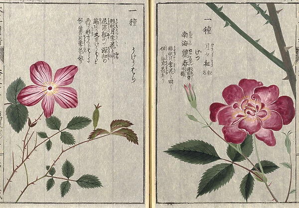 China rose (Rosa chinensis), woodblock print and manuscript on paper, 1828