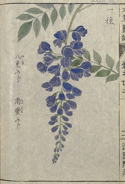Chinese wisteria (Wisteria sinensis), woodblock print and manuscript on paper, 1828