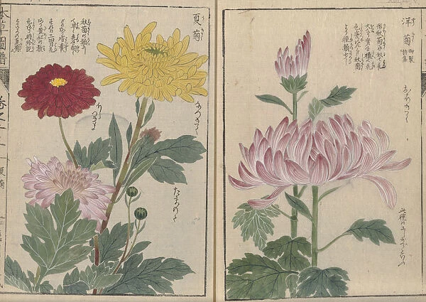 Chrysanthemums (Chrysanthemum morifolium and Dendranthema grandiflorum), woodblock print and manuscript on paper, 1828