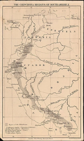 The Cinchona Region of South America, 1862