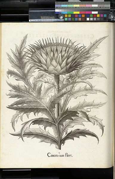 Cinera cum flore, Hortus Eystettensis, Vol. 2, 1613, Basilius Besler, Cynara
