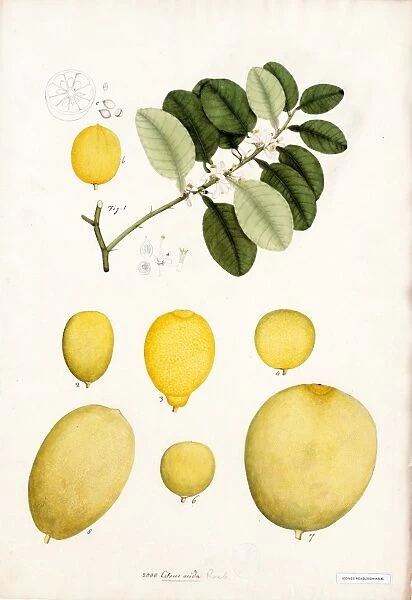 Citrus acida, R. Watercolour on paper, no date (late 18th, early 19th century)