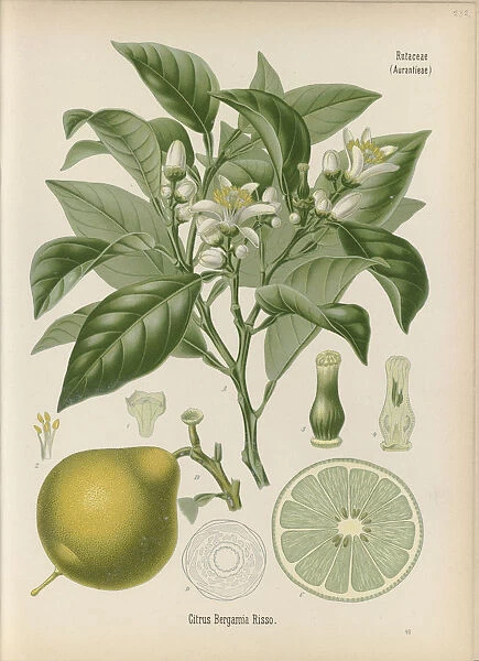 Citrus bergamia, 1887