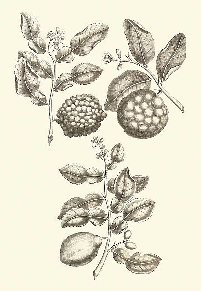 Citrus hystrix, 1750