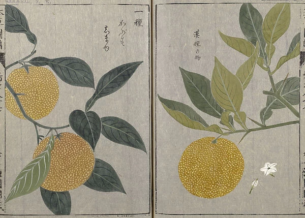 Citrus x aurantium orange, ancient cultivar of the mandarin-pomelo hybrid complex, Honzo Zufu, 1828