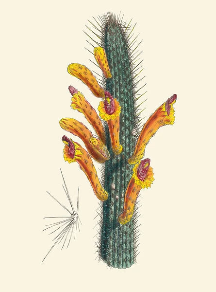 Cleistocactus baumannii, 1850