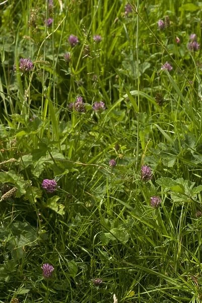 Clover habit, Clover flower, Trifolium pratense