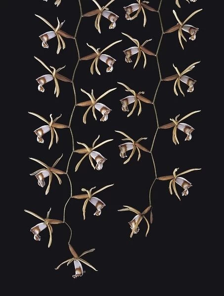 Coeloyne dayana. ivory coloured orchid from Malasia, Indonesia and Borneo