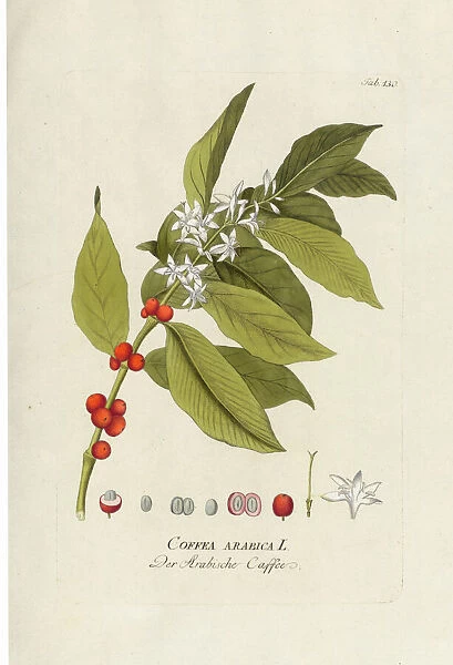Coffea arabica, 1789