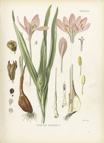Colchicum autumnale, 1887
