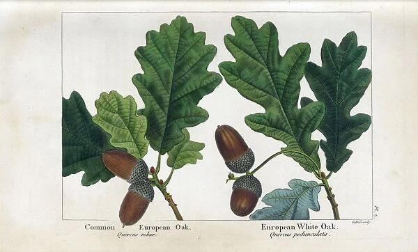 Common European Oak and European White Oak