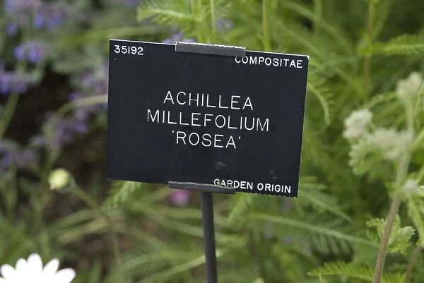 Leaf. COMPOSITAE, Achillea, millefolium, rosea, 35192