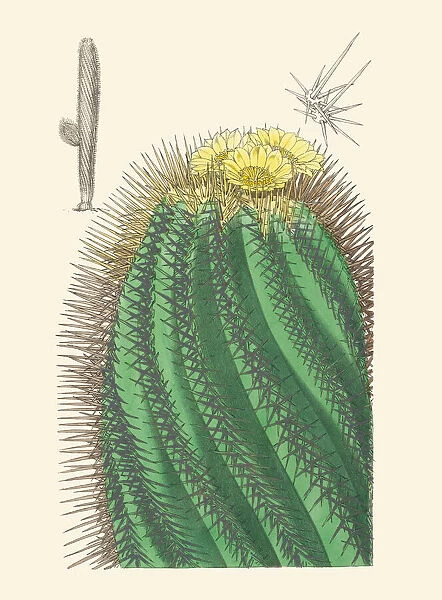 Copiapoa marginata, 1851