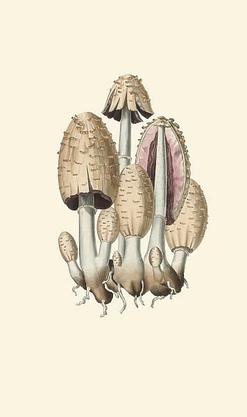 Coprinopsis atramentaria, 1775-1798